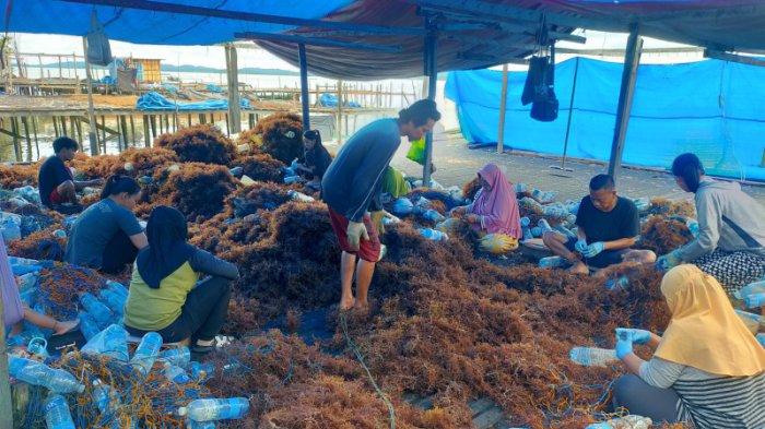 POTENSI RUMPUT LAUT - Warga Kampung Mamolo, Nunukan Kalimantan Utara sedang memasang bibit rumput laut sebelum ditanam di laut.