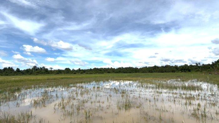 TERENDAM BANJIR - Sawah milik petani sekaligus penangkar benih di Malinau Utara, Agustinus sudah sekian hari terendam air, Rabu (28/5/2025). Termasuk calon benih yang dibesarkan Agustinus, lahannya terancam gagal panen musim tanam 1 2025 ini