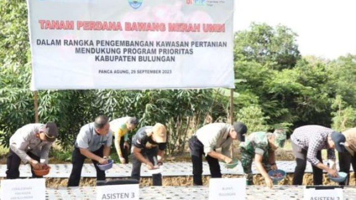Perluas Lahan Kebun Bawang Merah, Bupati Syarwani Harap Tak Perlu Lagi