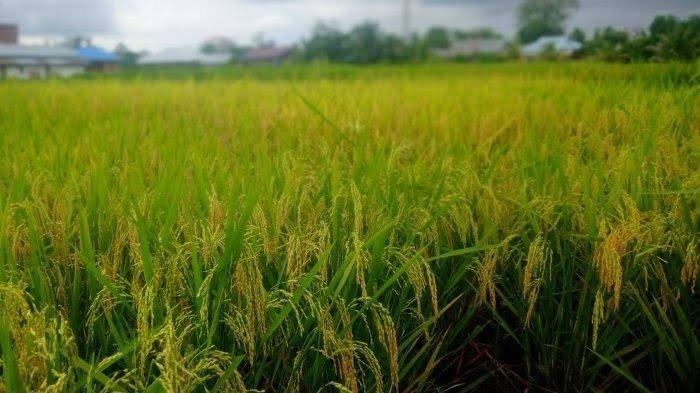 400 Hektare Sawah di Malinau Kalimantan Utara Produktif, 49 Persen Masuk  Musim Tanam Padi Pertama - Tribunkaltara.com