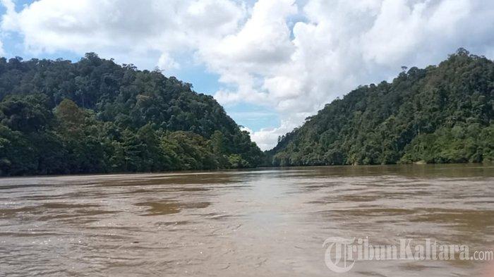 Tutupan Hutan di Hulu Sungai Kayan, Kalimantan Utara. (TribunKaltara.com/Maulana Ilhami Fawdi)
