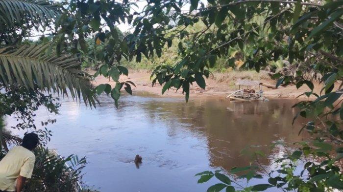 Warga dibantu aparat setempat sempat melakukan pencarian terhadap korban pasca diterkam buata di Sungai Wasan, Desa Tabur Lestari, Kecamatan Sei Menggaris, Kabupaten Nunukan, Sabtu (30/09/2023), sore. (HO/Mail).