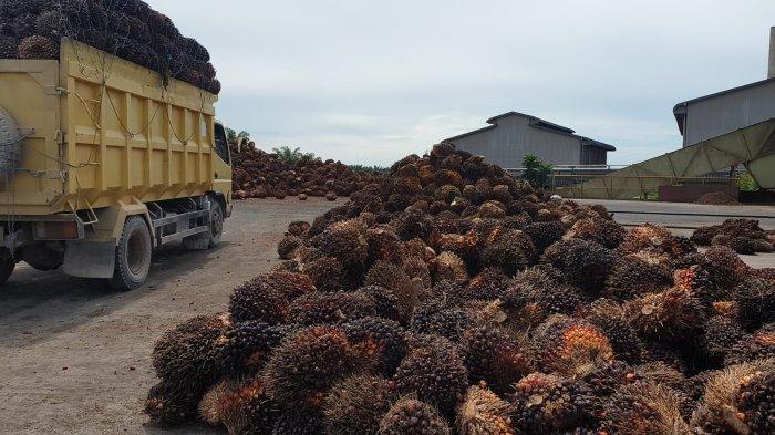 Dari kebun, Tandan Buah Segar (TBS) kelapa sawit baru tiba di salah satu pabrik kelapa sawit Tanjung Palas Timur Minggu (29/5/2022