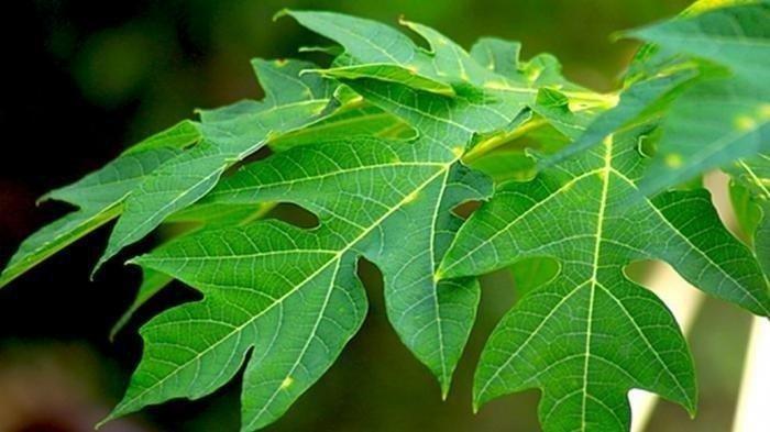 MANFAAT DAUN PEPAYA - Potret daun pepaya. Simak manfaat daun pepaya berikut ini selain bikin daging empuk, ternyata bisa mencegah rambut rontok dan ketombe.