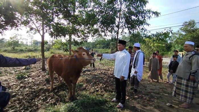 Gubernur Kaltara Zainal Paliwang saat menyerahkan sapi untuk kurban Hari Raya Idul Adha kepada pengurus Masjid Al-Aqsha Perum Korpri, Tanjung Selor, Bulungan, Kaltara, Kamis (29/6/2023).