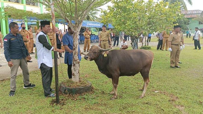 Hewan kurban didistribusikan ke pengurus Masjid di Malinau Kalimantan Utara, Rabu (28/6/2023).