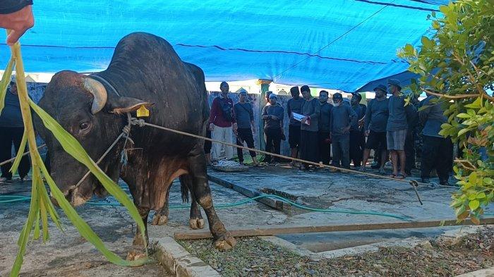 Wakil Bupati Malinau, Jakaria serahkan sapi kurban usai Salat Idul Adha  di masjid Agung Darul Jalaldi Malinau, Kalimantan Utara, Kamis (29/6/2023).