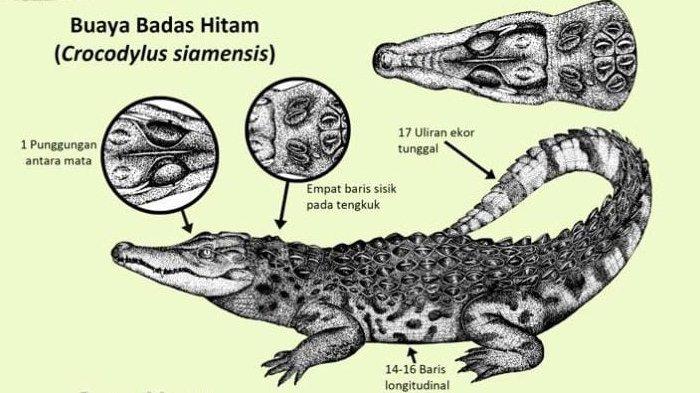 Ilustrasi - Buaya Badas Hitam atau Crocodylus siamensis masih banyak di jumpai di Perairan Mesangat, Kutai Timur, Jumat (2/6/2023).