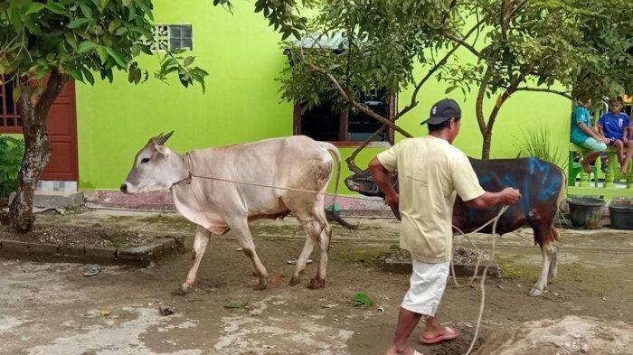 Ilustrasi hewan kurban berupa sapi di Masjid Agung Istiqomah Tanjung Selor, Bulungan, Kaltara untuk Idul Adha 2022 lalu.
