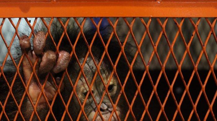 Seekor satwa orangutan bernama Astuti usia 2 tahun tiba di terminal kargo Bandara SAMS Sepinggan Balikpapan, Selasa (24/1/2023) malam. // DWI ARDIANTO
