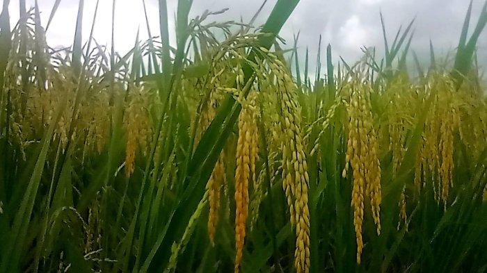 HARGA GABAH - Padi di Malinau, Kalimantan Utara. Petani menyambut baik kenaikan harga gabah, dinilai sejalan dengan program Brigade Pangan, Kamis (13/2/2025).