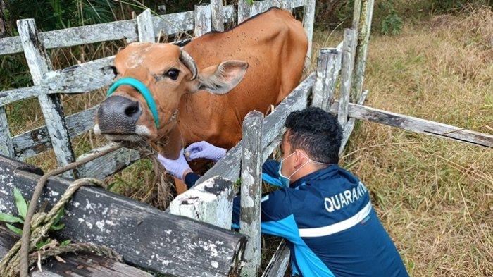 Dalam pelaksanaan pemantauan Daerah Sebar HPHK, dilakukan pengambilan sampel terhadap serum darah pada sapi di Kota Tarakan, Kabupaten Bulungan, Kabupaten Tana Tidung, Kabupaten Malinau, dan Kabupaten Nunukan.