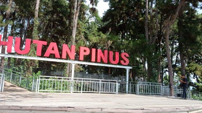 Taman Hutan Pinus Bakal Jadi Taman Edukasi Masyarakat, Diskidbud Tana Tidung  Siapkan Bola Dunia - Tribunkaltara.com