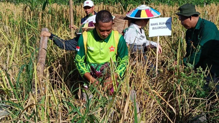 Siapkan Varietas Unggul, Pemkab Bulungan Garap 3.884 Hektare Lahan  Perkebunan Kembangkan Padi Gogo - Tribunkaltara.com