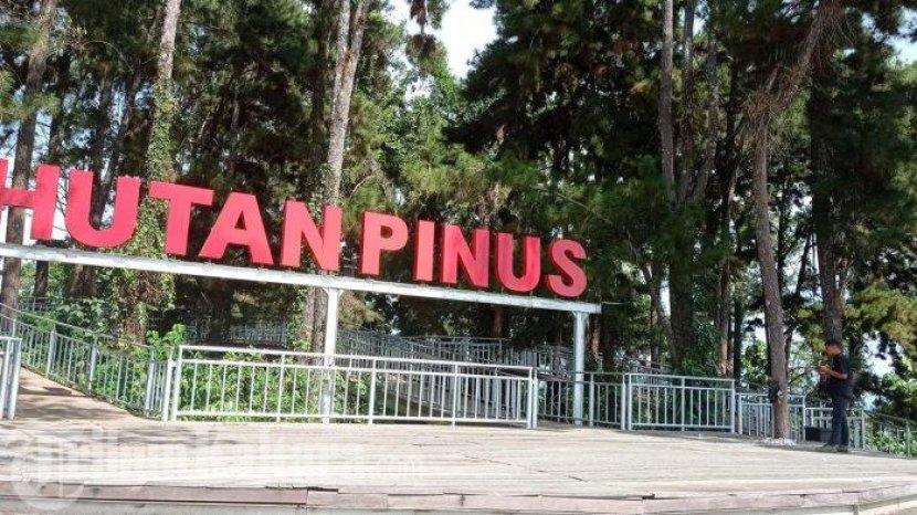 Taman-Hutan-Pinus-Tana-Tidung-080425.jpg
