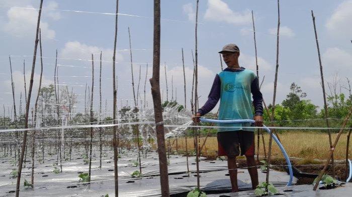 Bakri Petani Kalampangan saat menyiram sayuran timun miliknya untuk, di Kalampangan, Kecamatan Sabangau, Palangkaraya, Selasa (5/9/2023).