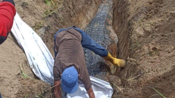 Bangkai buaya Sungai Arut Kobar yang dibunuh warga karena diduga menelan jenazah bocah warga Mendawai Seberang dikuburkan, Minggu (26/11/2023).