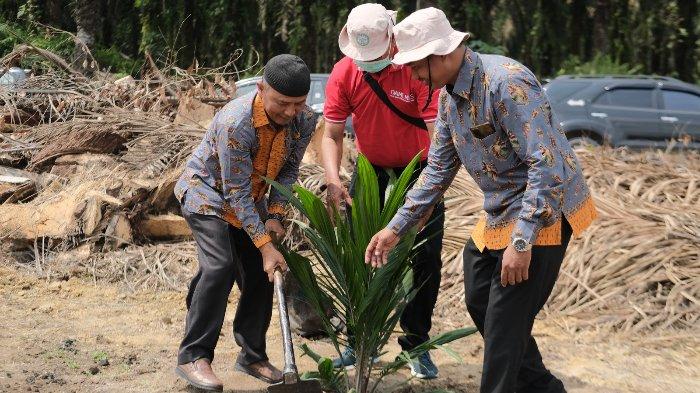 TANAM - Penanaman perdana program Peremajaan Sawit Rakyat (PSR) jalur kemitraan yang dilakukan oleh PT Buana Wiralestari Mas, grup Sinar Mas Agribusiness and Food bersama Gabungan Pengusaha Kelapa Sawit Indonesia (GAPKI), Senin (18/9/2023) kemarin.