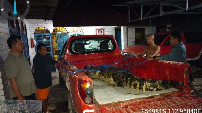 buaya elkjfljnfrjkf