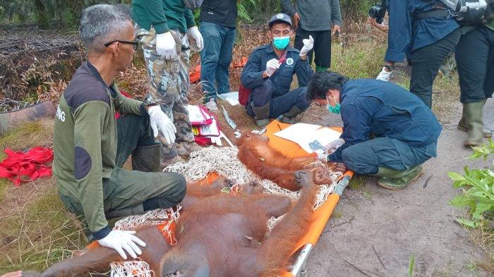 Tak Ada Ranting, Perjuangan Ibu dan Anak Orangutan Viral di Kutai