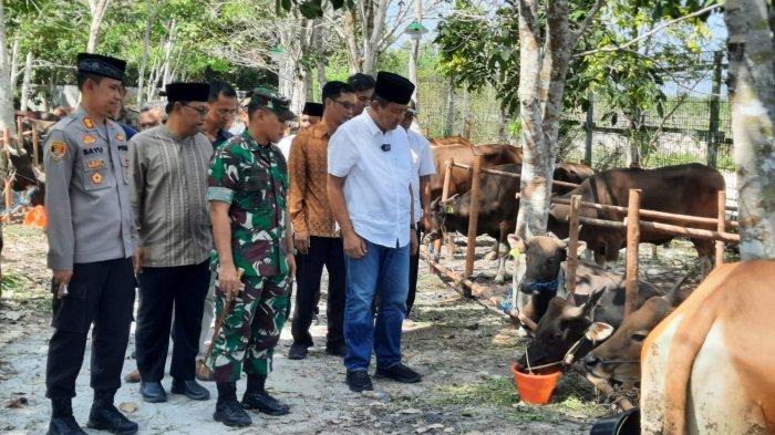 Pj Bupati Kobar Budi Santosa didampingi Forkopimda dan jajarannya, melihat sapi - sapi yang akan diserahkan ke masyarakat.