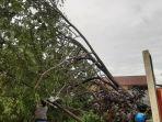 Hujan Disertai Angin Kencang Sebabkan Pohon Tumbang di Baamang Tengah Kotim Timpa Tiang Listrik