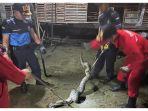 Animal Rescue Damkar Evakuasi Ular Hanjaliwan, Piton hingga Kobra Masuk Rumah Warga Selama Banjir
