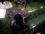 Sempat lagi ke Darat, Buaya Serang Warga Desa Paredok Kotim Kalteng Berhasil Ditangkap Keadaan Mati