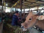 Jelang Idul Adha 2024, DPKP Kota Palangkaraya Lakukan Tes Kesehatan 1.024 Hewan Kurban, Ini hasilnya