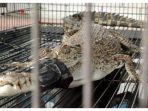 Anak Buaya Muara Diamankan Warga Jalan Pandawa 5 Mentaya Hilir Utara Kotawaringin Timur Kalteng