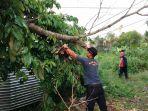Cuaca Ekstrem Pohon Tumbang Timpa Kabel PLN, Tim Rescue Damkar Palangkaraya Lakukan Evakuasi