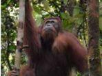 NEWS VIDEO, Orangutan Dewasa Diduga Ingin Buat Sarang Muncul di Kawasan Bandara H Asan Sampit