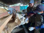 H-7 Hari Raya Idul Adha 2024, Gencar Dilakukan Pemeriksaan Kesehatan Hewan Kurban di Palangkaraya