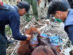 Komandan BKSDA Pos Sampit Sebut Penyebab Orangutan Masuk Kebun Warga Karena Cium Bau Buah