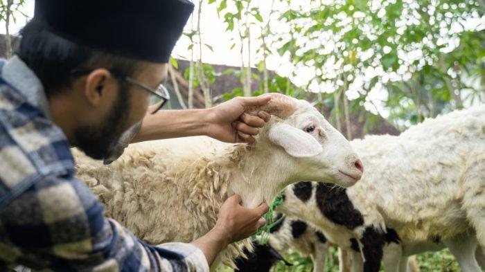 Cek penjelasan Aqiqah dan kurban digabung di Idul Adha 2023 menurut hukum para ulama berikut