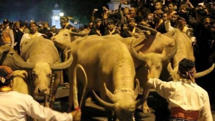 Kirab Kebo Bule Kyai Slamet yang merupakan tradisi dari Keraton Kasunanan Surakarta.