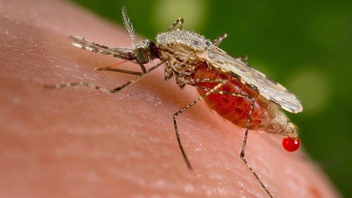 Nyamuk anopheles si pembawa penyakit malaria.