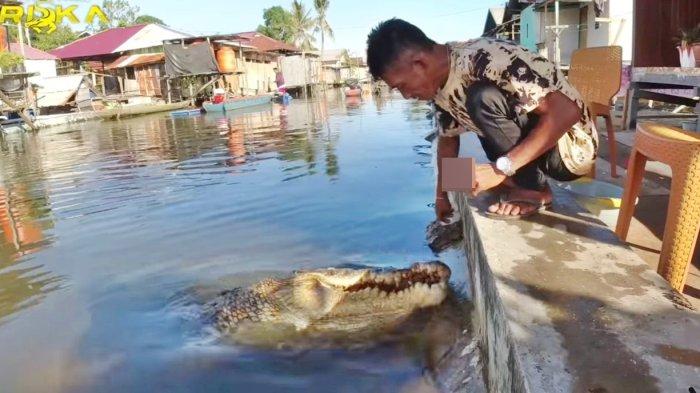 Tangkapan layar video Pak Ambo memberi makan Buaya Riska di Guntung Bontang, Kalimantan Timur.