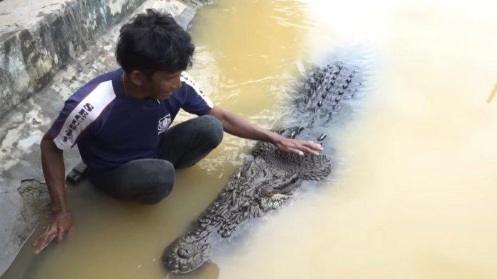 Pak Ambo memberikan makan ke buaya liar yang dinamai Riska di Bontang, Kalimantan Timur. 