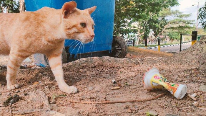 Sampah plastik bekas wadah minuman tercecer, mencamari kehindahan lingkungan. 