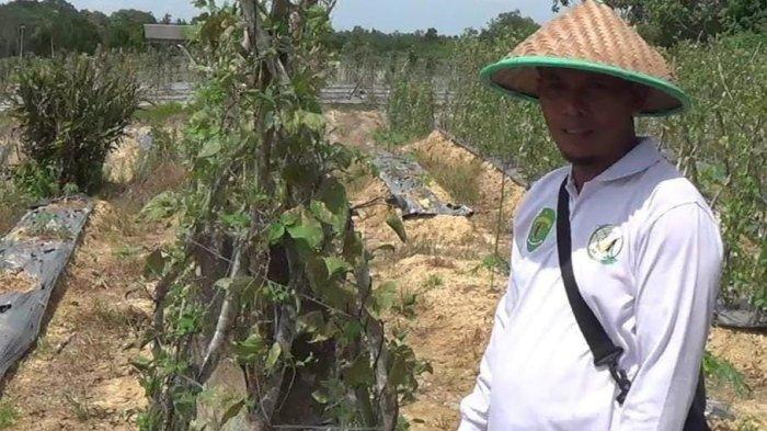 Ketua Kelompok Tani Karang Joang, Agus Basuki, memperlihatkan bagaimana kekeringan melanda lahan miliknya beberapa waktu terakhir.