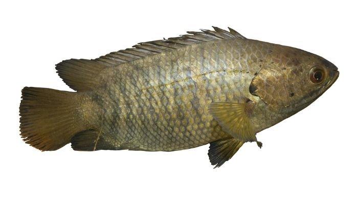 Ikan Papuyu