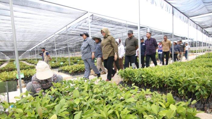 Kementerian Lingkungan Hidup dan Kehutanan (KLHK), Siti Nurbaya Bakar saat Meninjau Persemaian Mentawir di Penajam Paser Utara, Kalimantan Timur. 