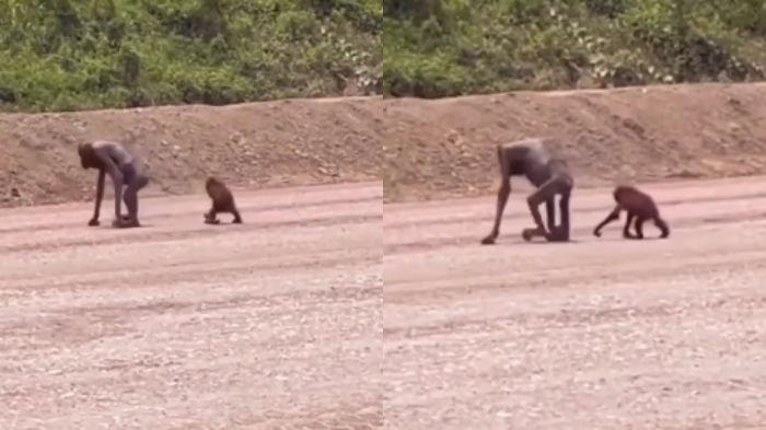 Beredar video viral penampakan Orang Utan di Sangatta, Kutai Timur, Kalimantan Timur, yang badannya kurus kering.