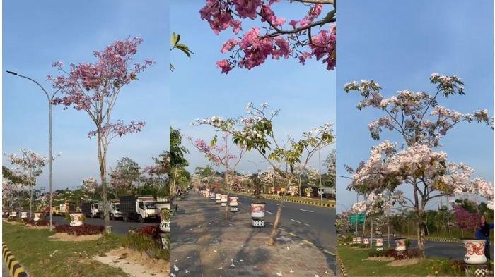 Viral Bunga Tabebuya mekar di Kabupaten Penajam Paser Utara (PPU)