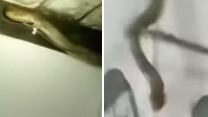 Ular kobra di atap bangunan area Perumahan BSD Bontang viral.