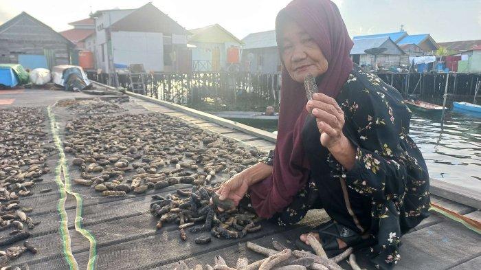 Aktivitas salah seorang warga Malahing, Bontang Selatan, mengumpulkan teripang yang telah dijemur seharian. TRIBUNKALTIM.CO/MUHAMMAD RIDWAN