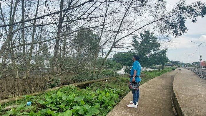 Penampakan Pohon Rambai Padi di tepian Taman Bebaya Samarinda yang sudah mati akibat serangan ulat bulu, Jumat (3/11/2023).