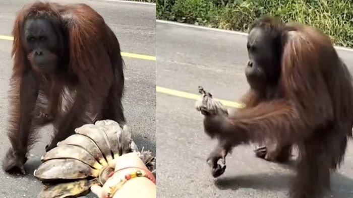 Orang utan diberi pisang oleh pengendara di jalan viral di media sosial.