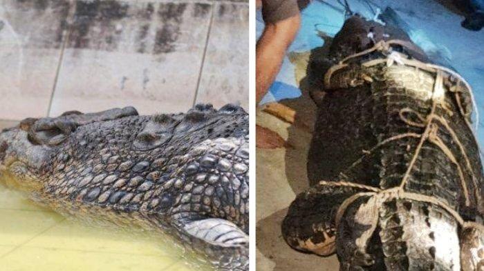Buaya Ompong (kiri) dan Buaya Riska (kanan), termasuk buaya yang direlokasi BKSDA Kaltim dari Sungai Guntung Bontang.
